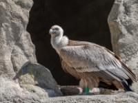 10 Alpenzoo Innsbruck - Tirol